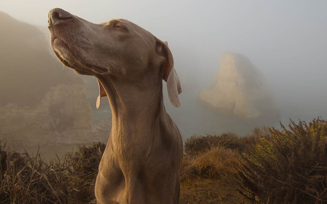 SPEUREN IS GEZOND VOOR BAAS EN HOND