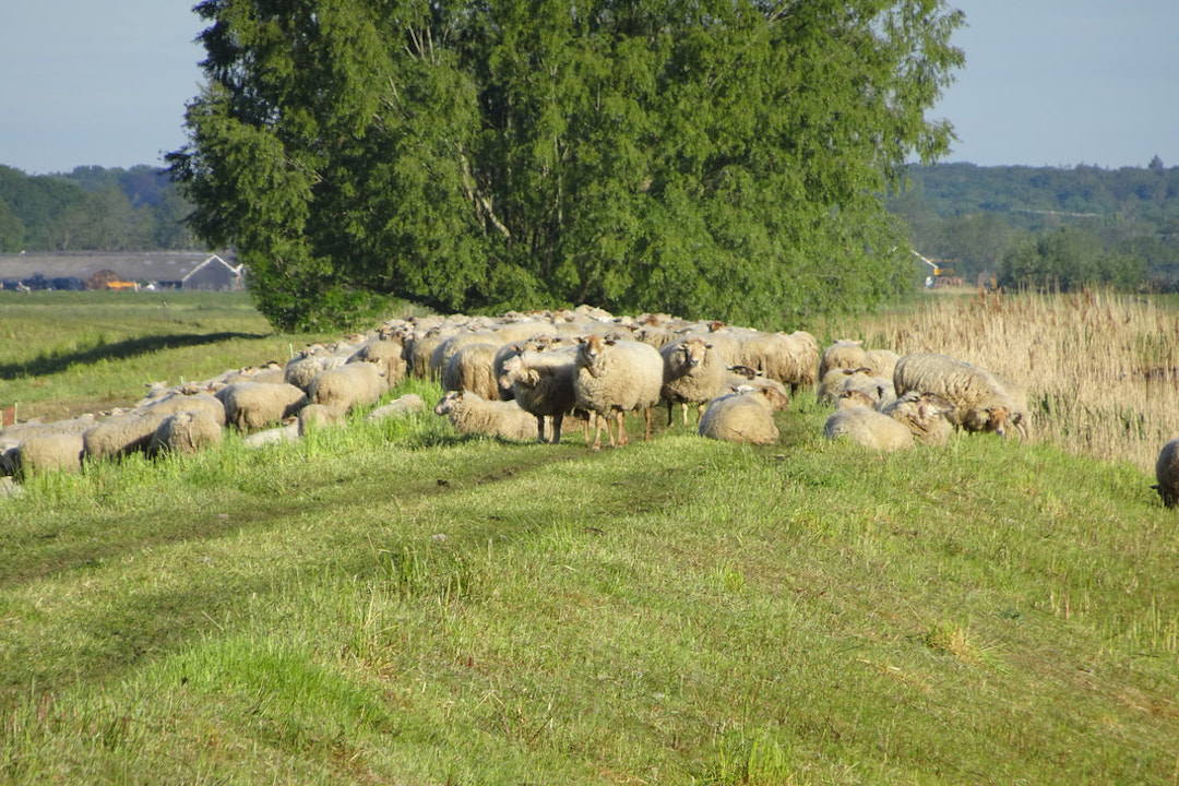 aaibaarheidsfaktor in de natuur